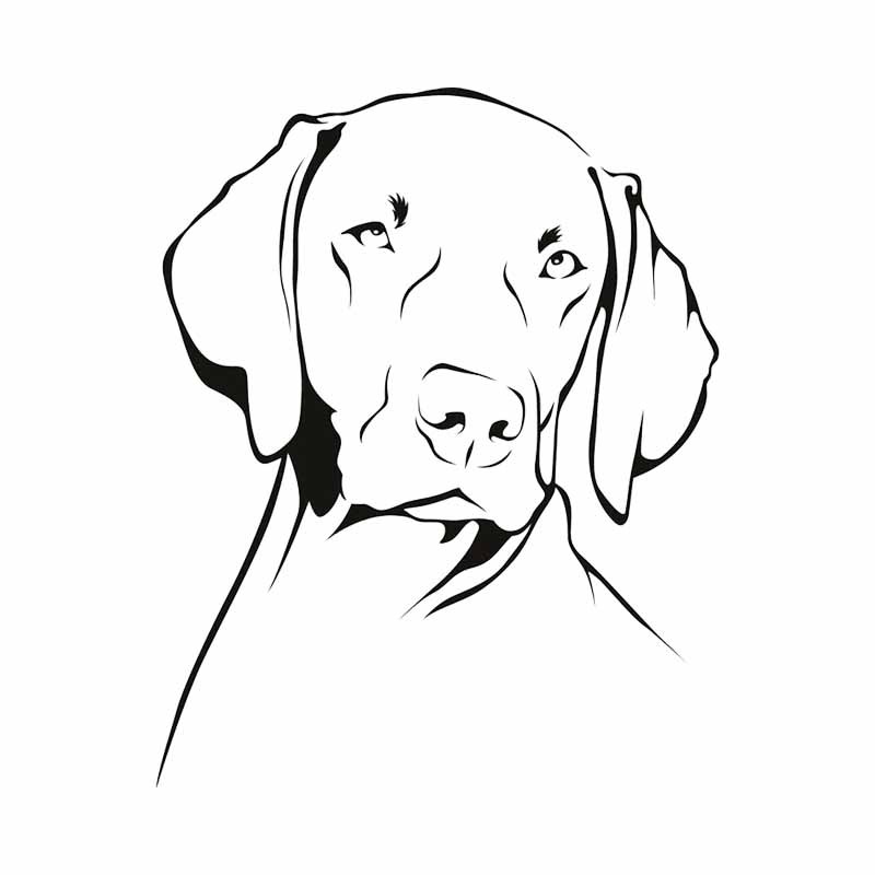 Водонепроницаемая наклейка-дек – обзор и цена Motorcycle Gear For Dogs