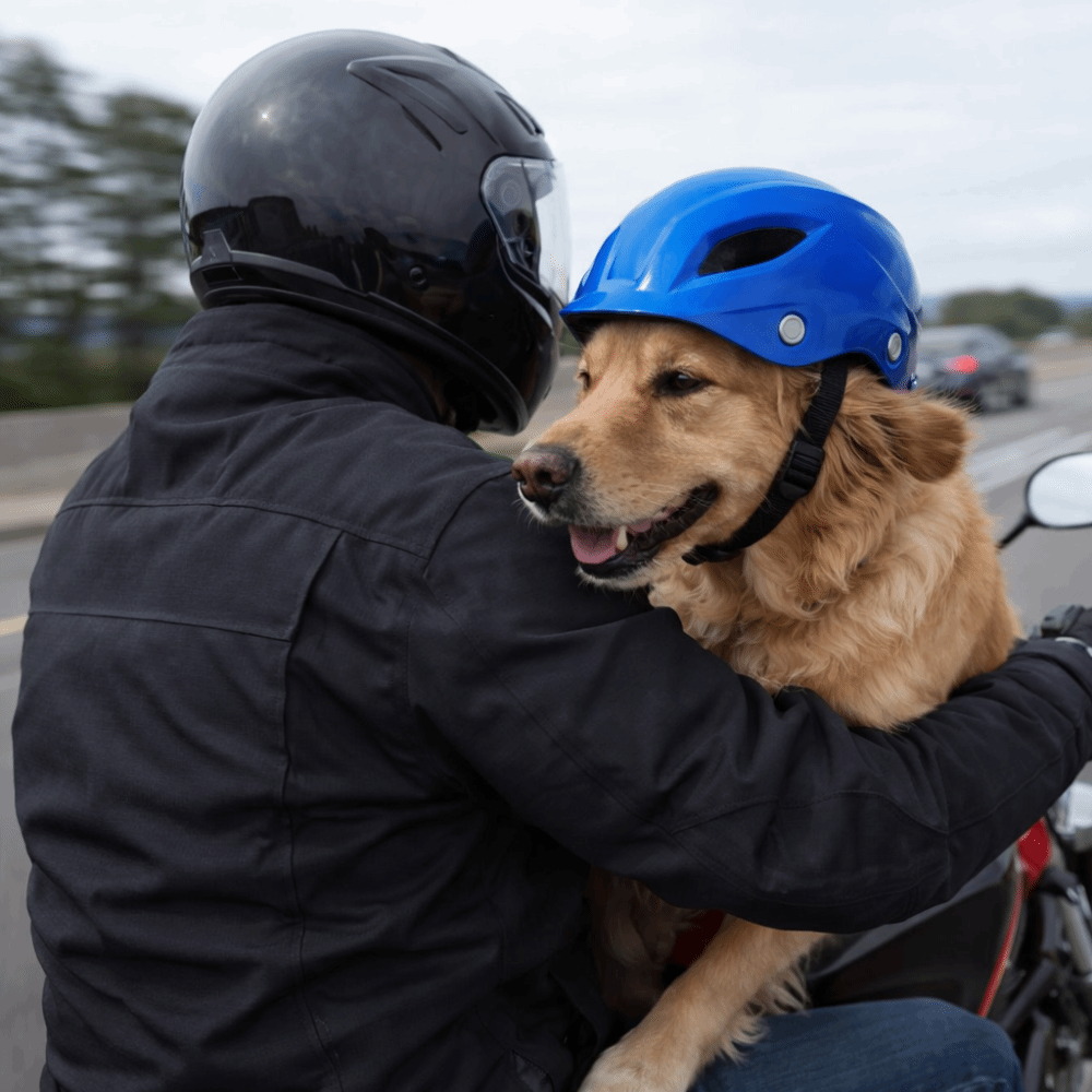 Регулируемый шлем для собак, о – обзор и цена Motorcycle Gear For Dogs
